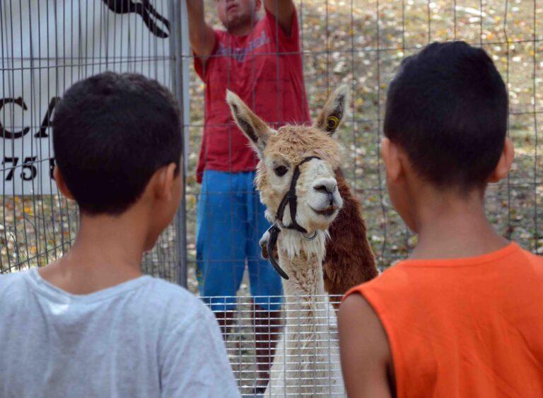 Via alla Fiera di San Bartolomeo: aperti stamattina gli stand delle merci, da domani inizia la Mostra Zootecnica
