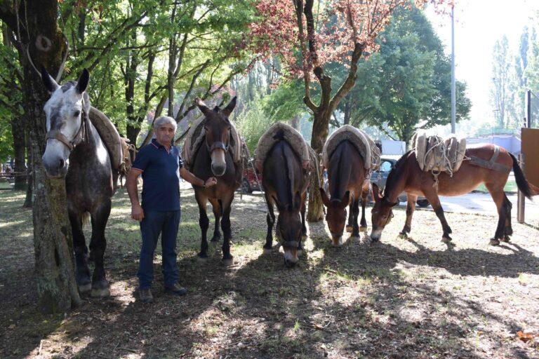 Alla Mostra Zootecnica della Fiera di San Bartolomeo lo spettacolo della passione e dell’amore per gli animali