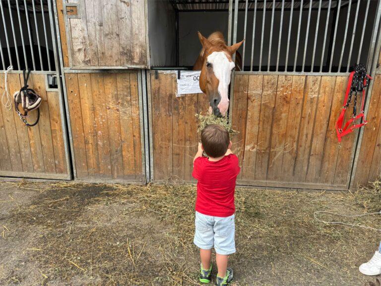 55^ Mostra del cavallo a portata di famiglia, fra storia, tradizione e innovazione
