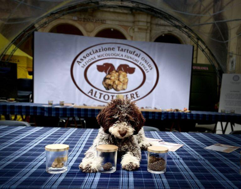 Sabato1 novembre, la “carica dei 101 e più, cani da tartufo in passerella fra le piazze e gli scorci mozzafiato del centro storico