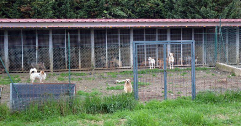 Celebrazione festa degli alberi, venerdi 21 novembre al canile comprensoriale