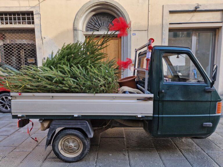 Cento alberi di Natale “adottati” in soli tre giorni: un successo l’iniziativa promossa da Pro Centro