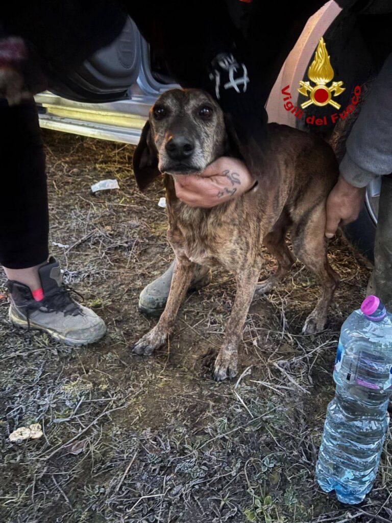 Straordinario salvataggio ad Umbertide. Segugio estratto vivo dopo due giorni in una tana