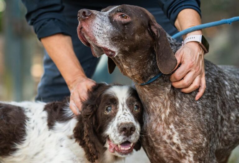Adozioni del cuore al canile di Lerchi: una casa per i cani più anziani e bisognosi del rifugio