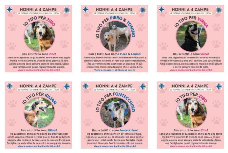 Vetrine solidali a “quattro zampe”: il centro storico promuove l’adozione dei “nonni” del canile