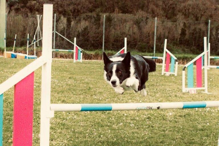 Mantignana capitale della cinofilia sportiva: 540 cani in gara per la tappa Fidasc e Csen
