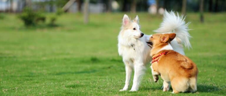 Area sgambamento cani, svolta a Umbertide: PD e Corrente “la Commissione trova l’intesa”