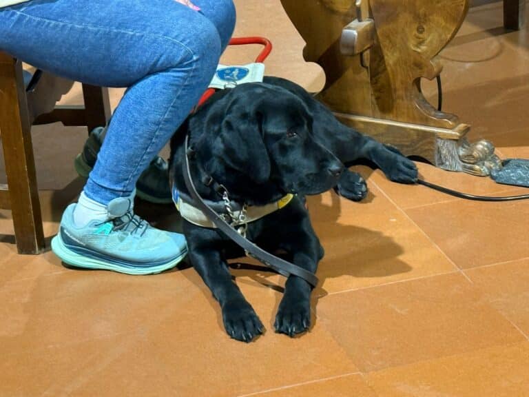 “Due occhi per chi non vede”: il Lions Club Città di Castello Host dona il cane guida Mango
