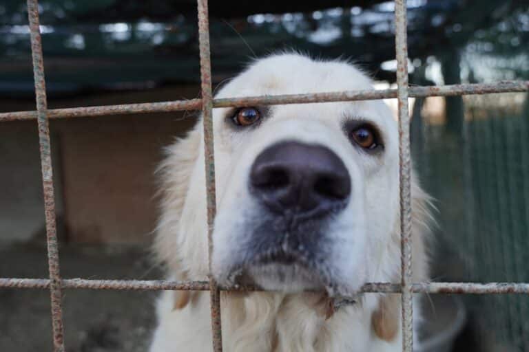 Raccolta fondi per proteggere i cani dal freddo: l’iniziativa del Canile ENPA di Lerchi