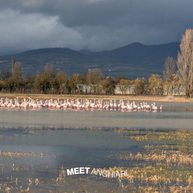 Anghiari, tornano i fenicotteri: lo spettacolo della natura si rinnova ogni anno