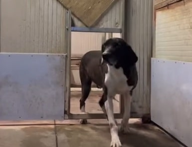 Raccolta fondi per il Canile Lerchi Enpa Alto Tevere Umbro: l’appello ai cittadini per proteggere i cani dal freddo