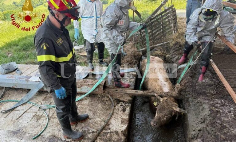 Valfabbrica, vitello finisce in un canale di liquami: salvato dai Vigili del Fuoco