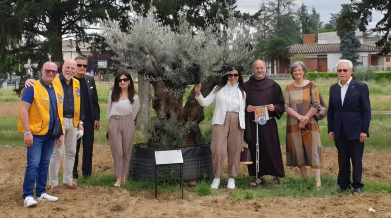 Un ulivo secolare per il Giardino di San Francesco: il Lions Club Umbertide dona un simbolo di pace e speranza