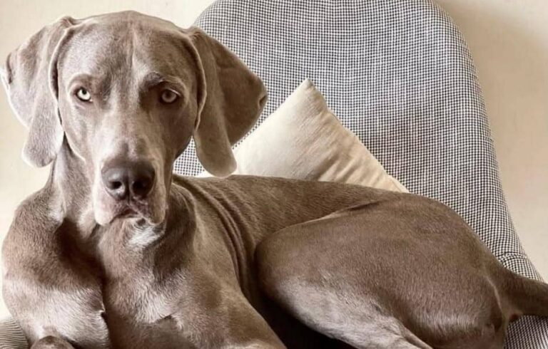 Uto in Graficom: un anno di ufficio pet-friendly tra benessere, relazioni e produttività